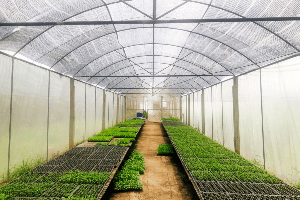 How long do poblano pepper plants from a nursery live