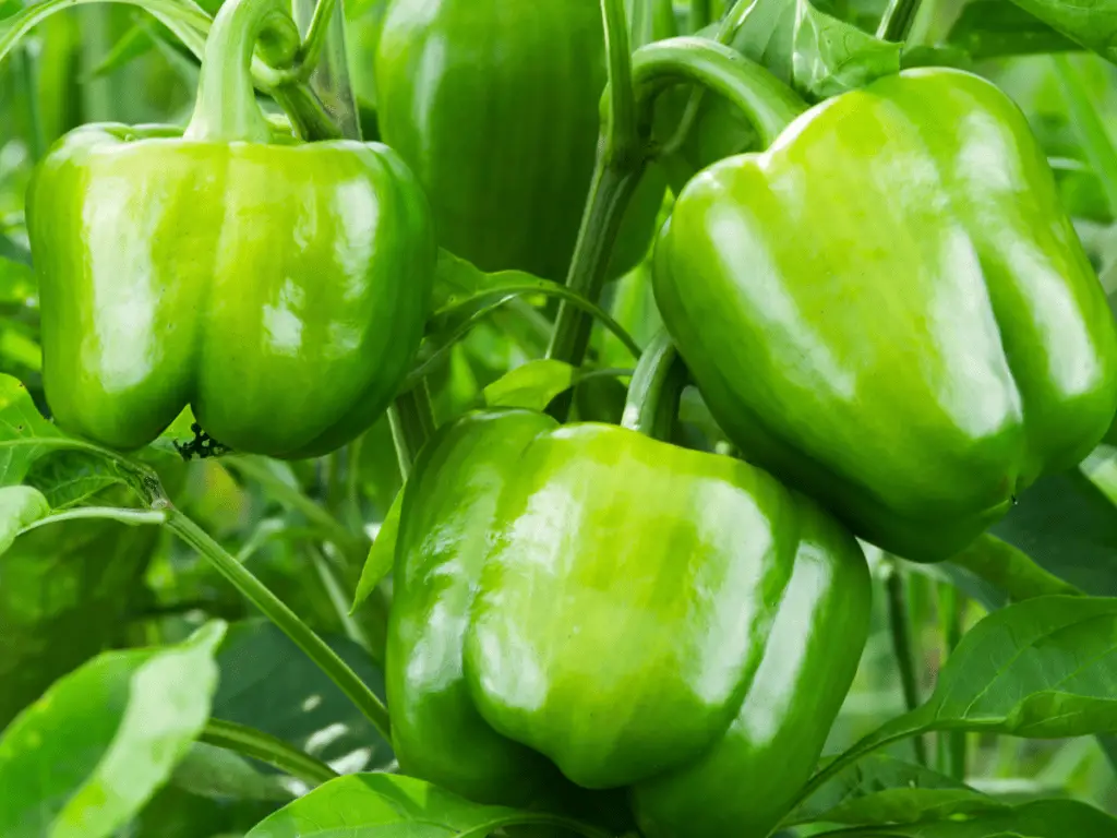 bell peppers can be harvest when they are green and "immature"
