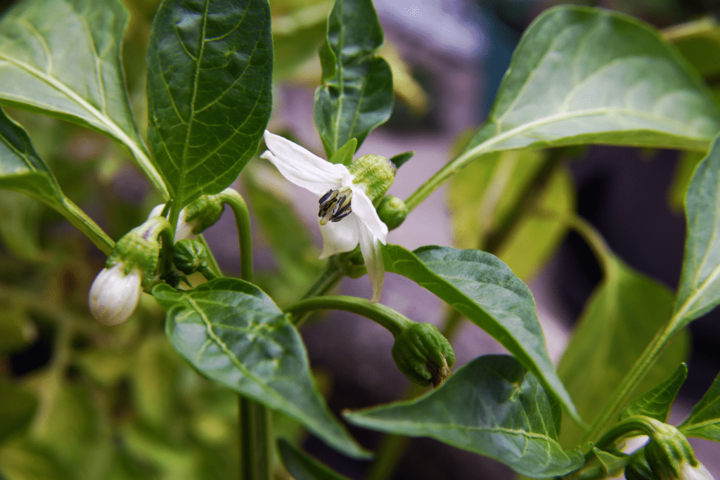 poblano pepper flowering