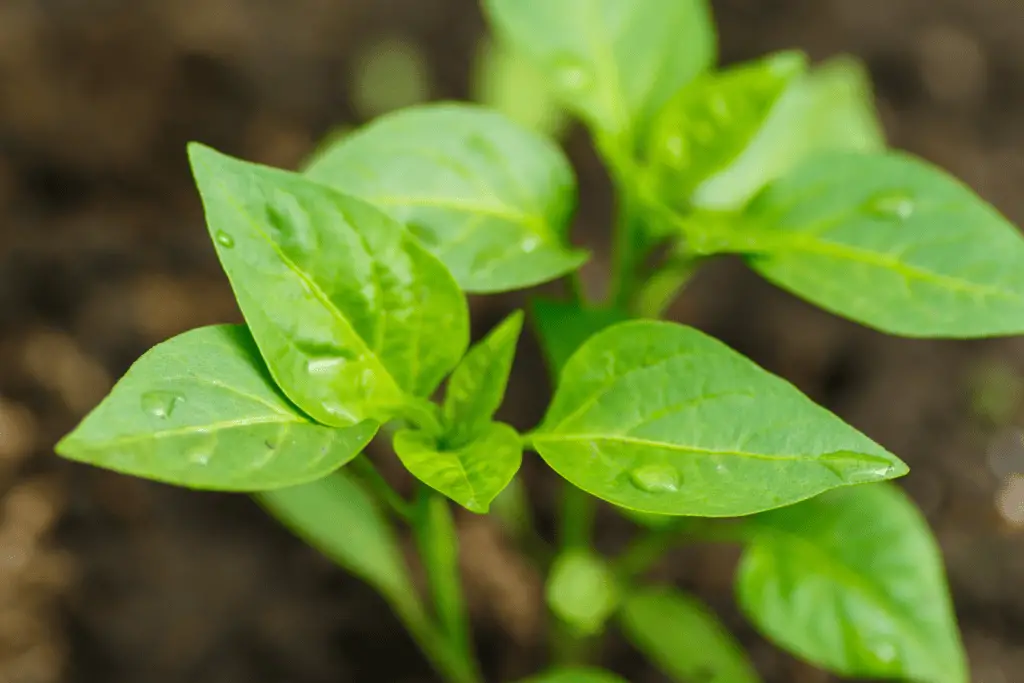 poblano pepper vegetative growth
