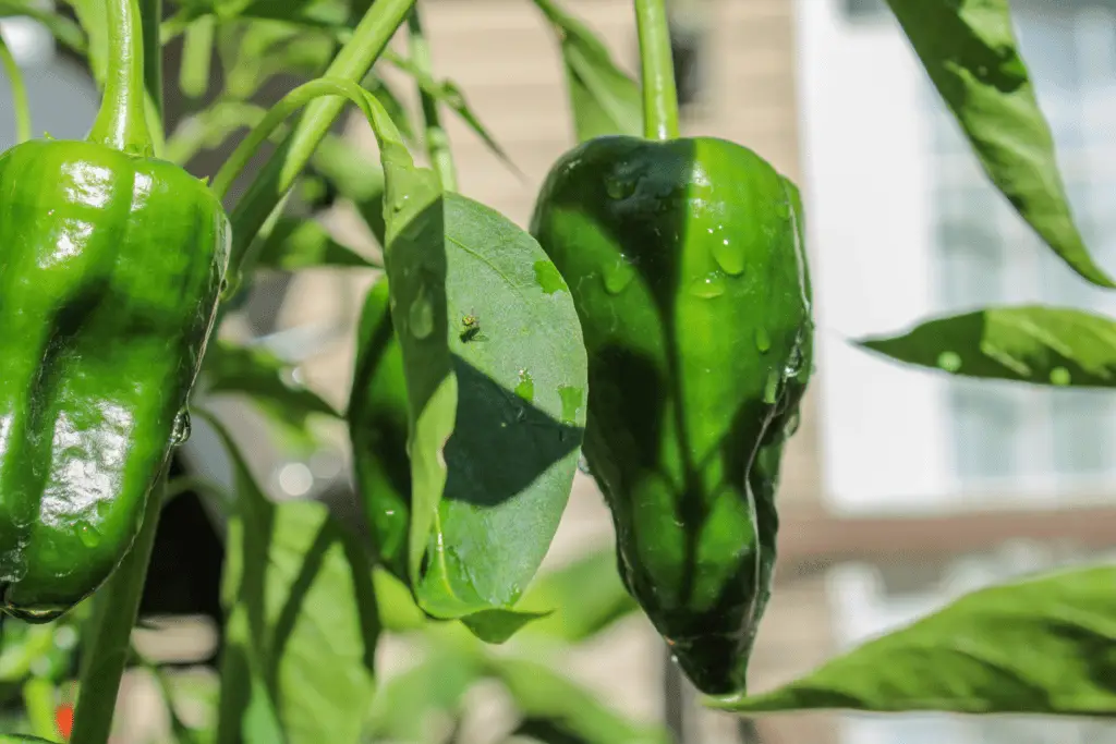 poblano peppers growing in a garden