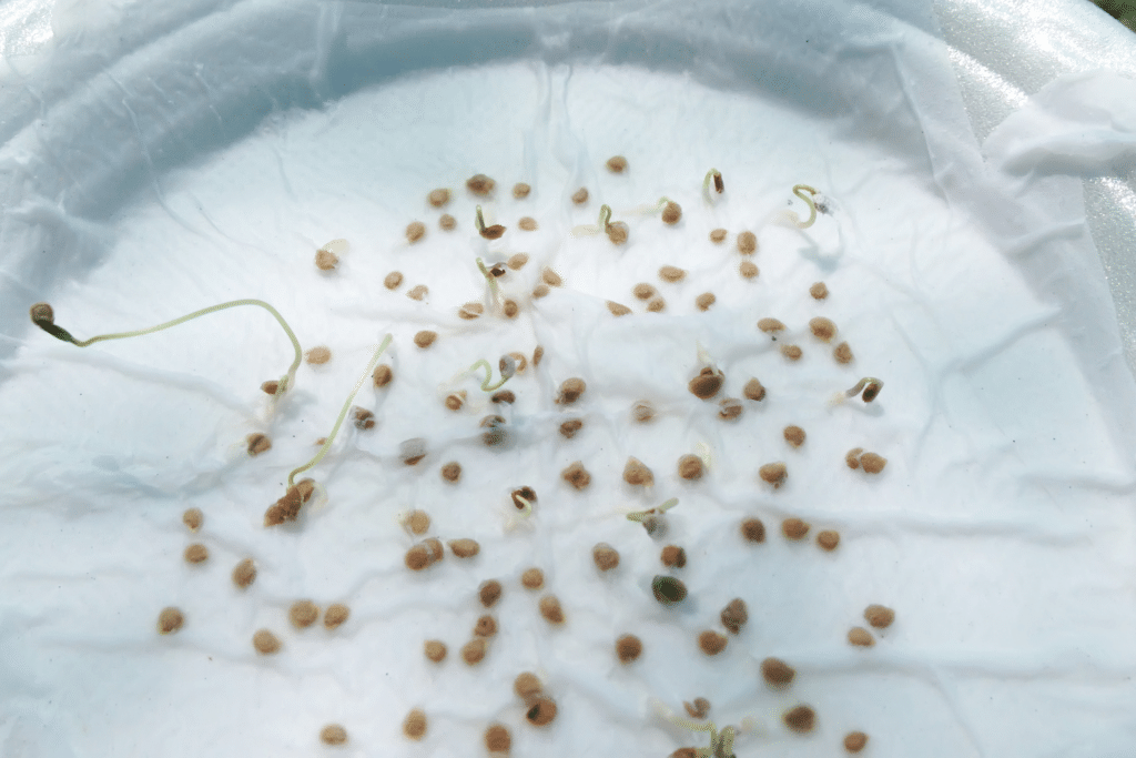 seed germination