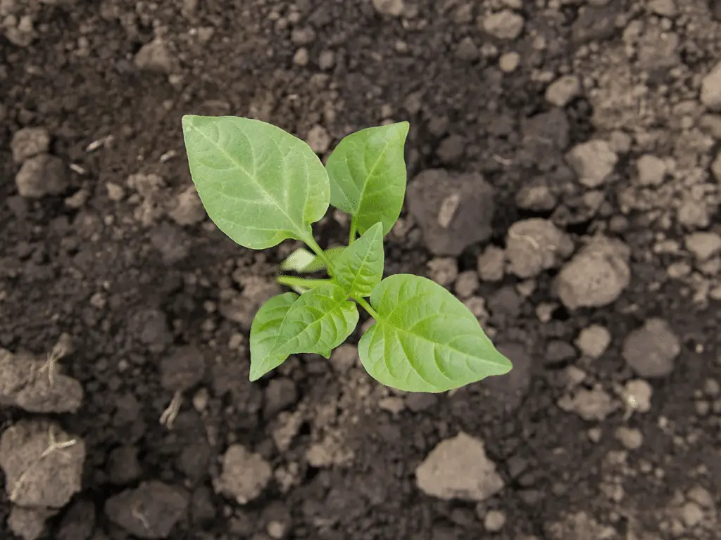 Transplanting peppers properly will set them up for a healthy season, leading to hotter peppers.