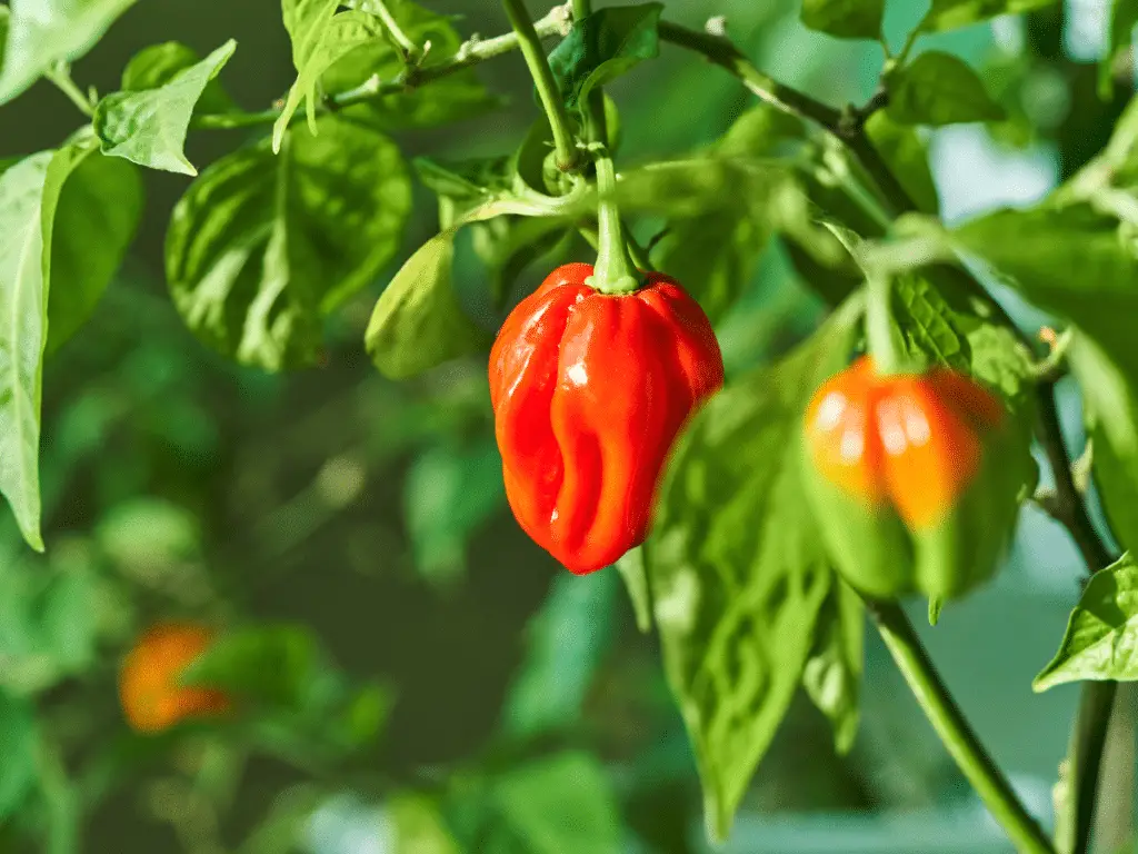 Habanero peppers are small, with a rounded top and pointed tip. Unlike many peppers, they have a wrinkly skin.
