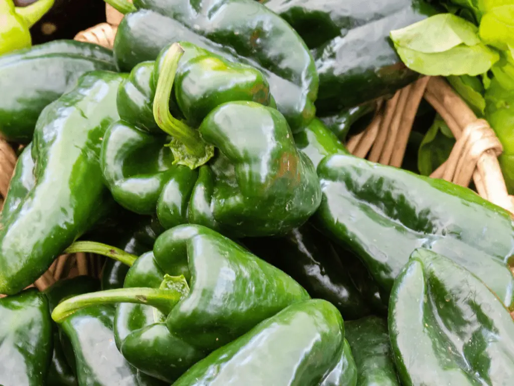 Poblano peppers are a mildly spicy pepper that is popular in Mexican recipes.