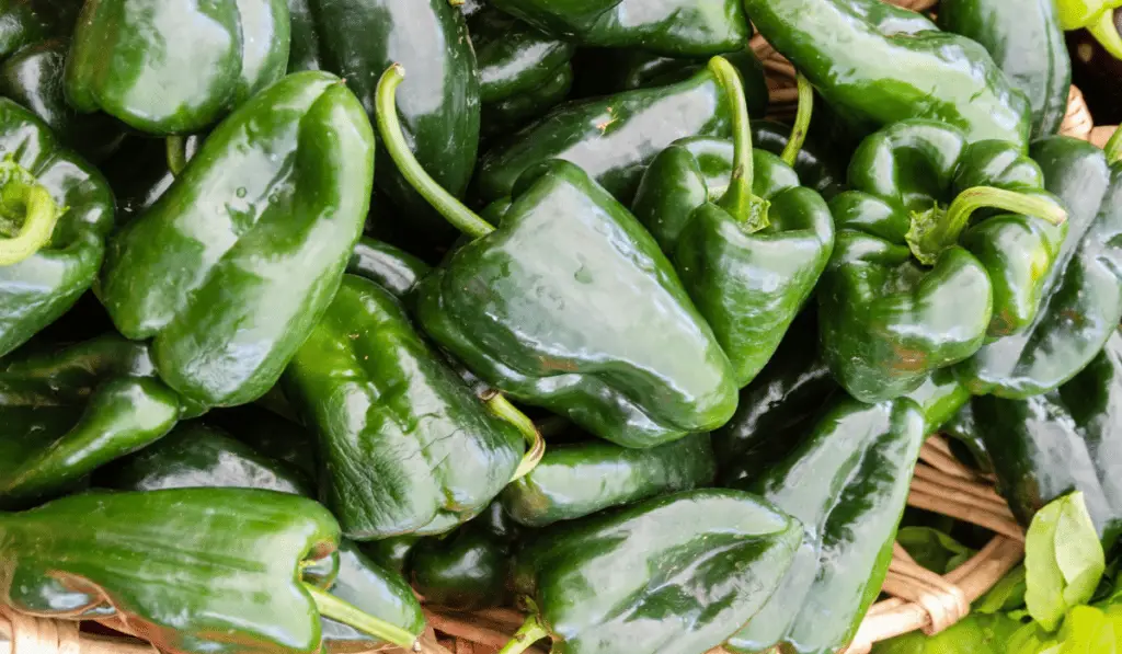 The shape of poblano peppers can be described as a flattened bell pepper, although they come to a slight point.