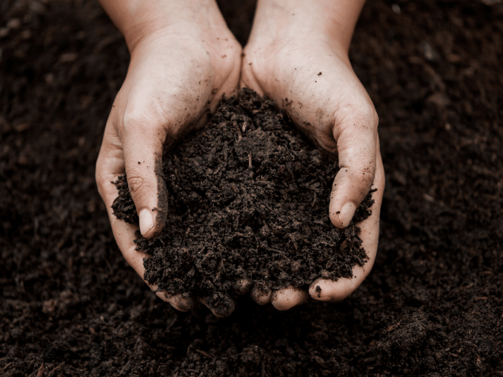 Poblano peppers require well-draining soil with a pH of 6.5-7.