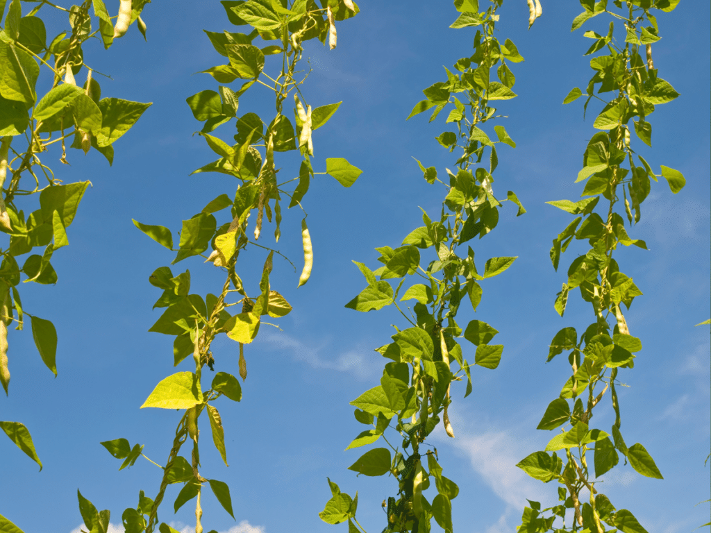 You should not plant beans and jalapeños together because they require very different soil treatments.