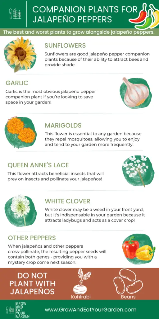Infographic showing the best (and worst) companion plants for jalapeño peppers.