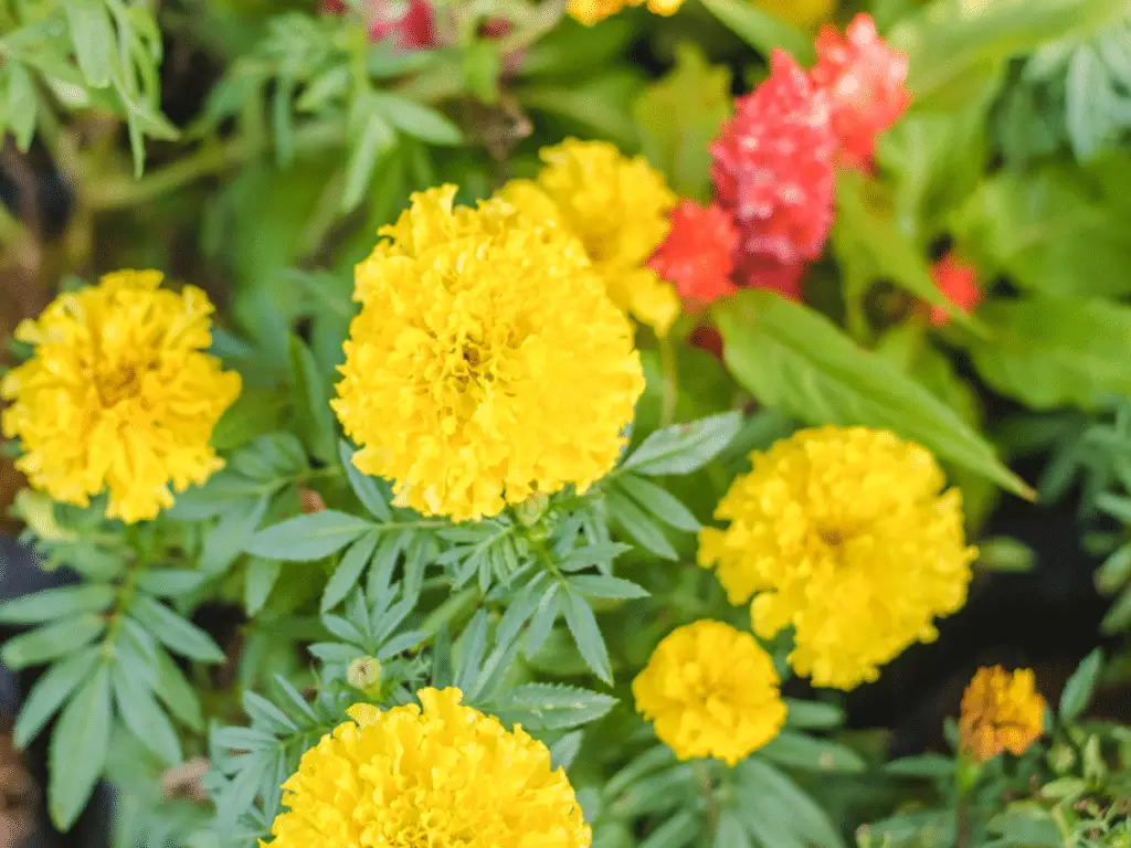Marigolds are a beautiful and practical addition to your garden as they attract pollinators.