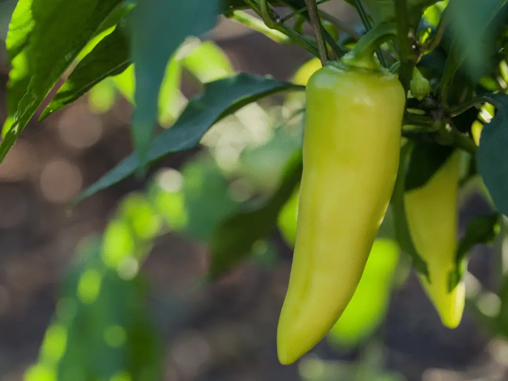 Banana peppers are slightly sweet with a barely-there heat.