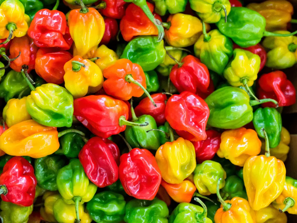 Habanero peppers have a bit of a cult following because of their intense but not scathing heat and their beautiful appearance.