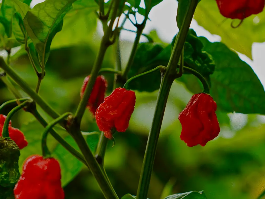 Carolina Reaper peppers aren't commonly stocked in grocery stores.