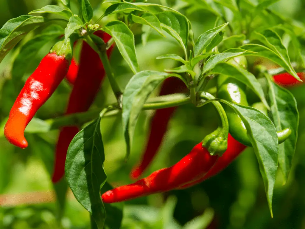 Cayenne peppers are not typically sold in their raw form, but are very common dried and powdered.