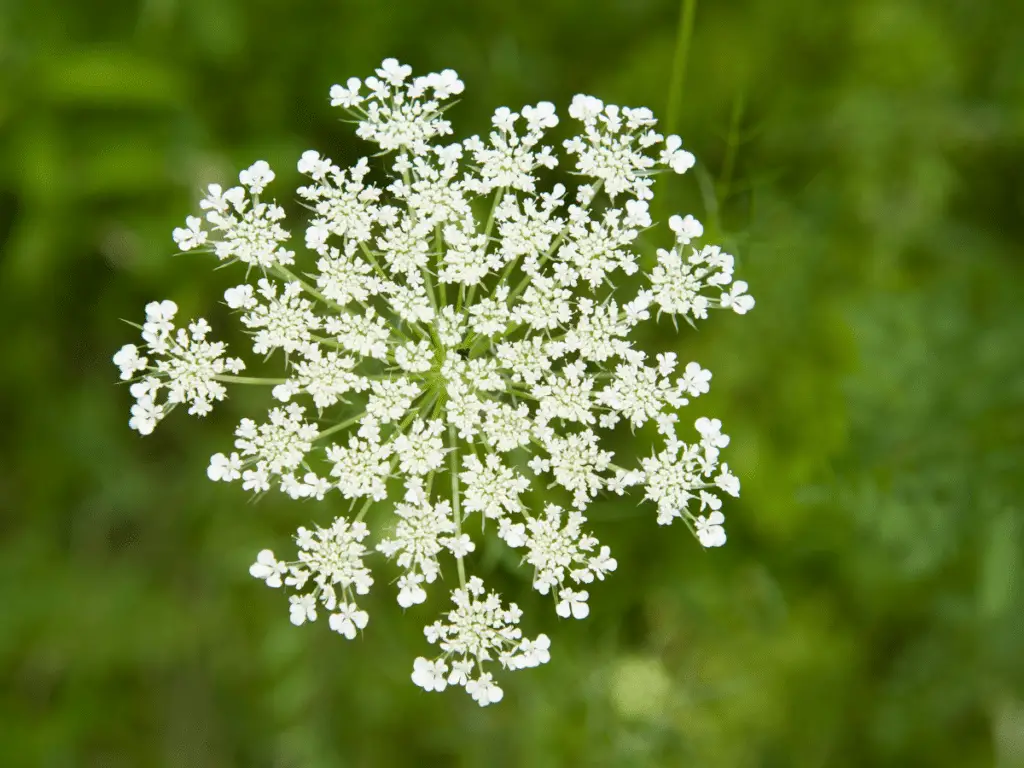 Queen Anne's lace is a perfect poblano pepper companion plant because it attracts syrphid flies - these flies both prey on bad bugs and are great pollinators.