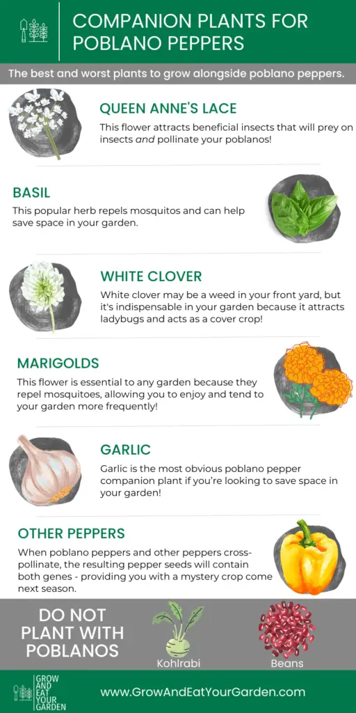 Infographic showing the bet and worst companion plants for poblano peppers.