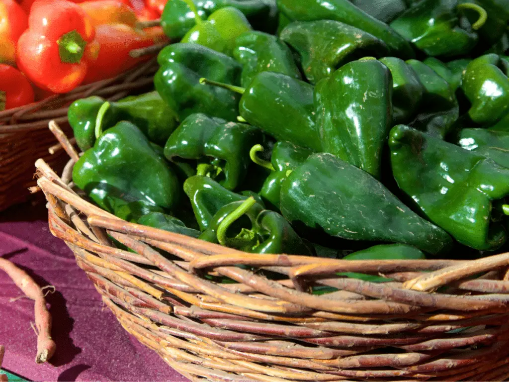 Poblanos are popular in Mexican cuisine and are relatively easy to find in grocery stores.