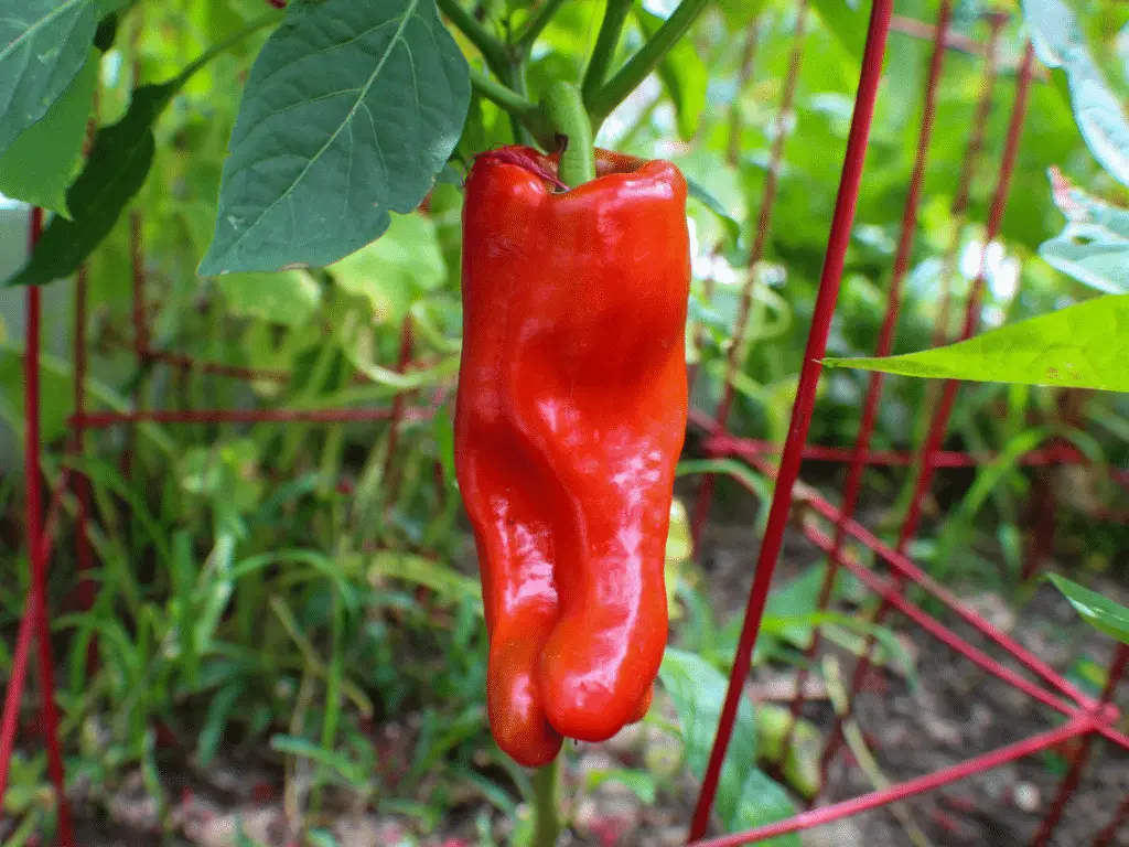 Cubanelle peppers are ready to eat when they're bright green, but, like most peppers, they are mature when they turn red.
