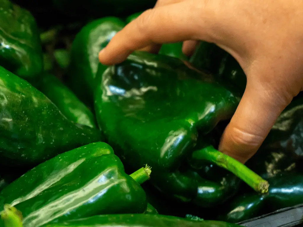 When picking poblano peppers, green (immature) peppers will last longer than red (mature) poblanos.