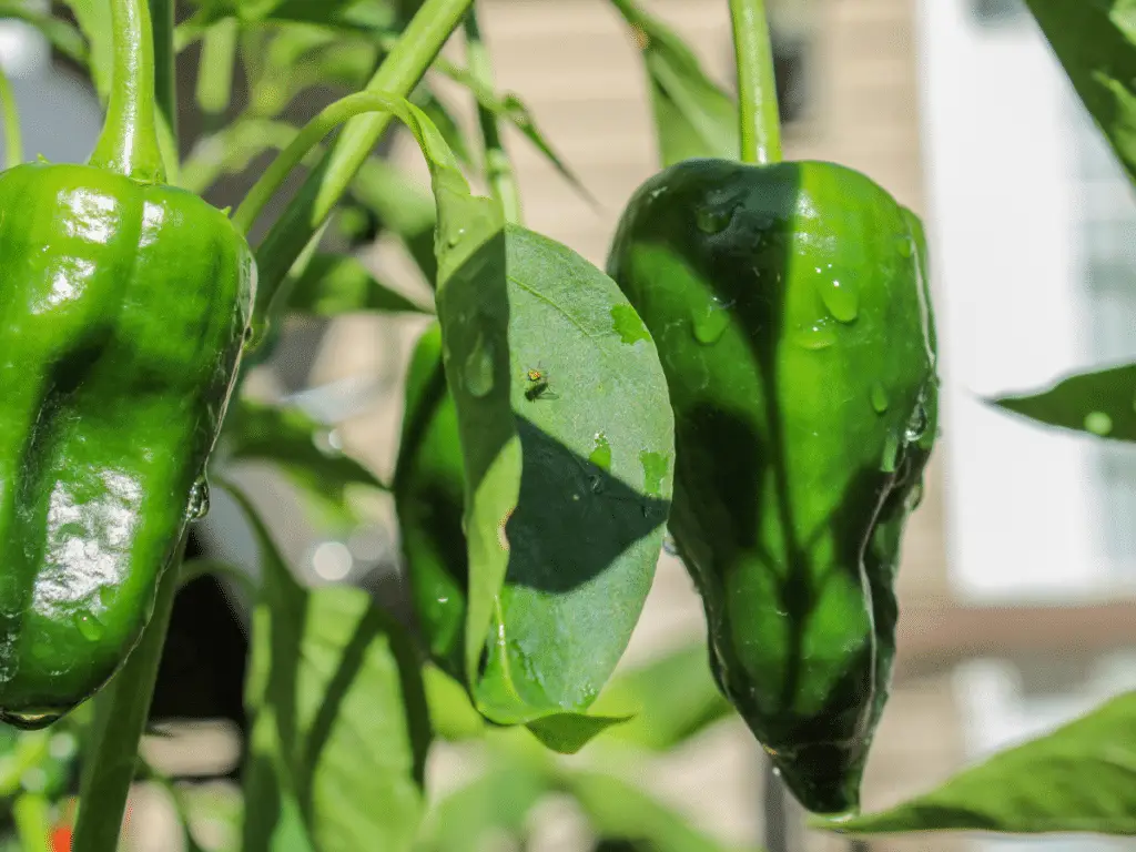 Poblano peppers are a slightly spicy pepper with a rich, smoky flavor.
