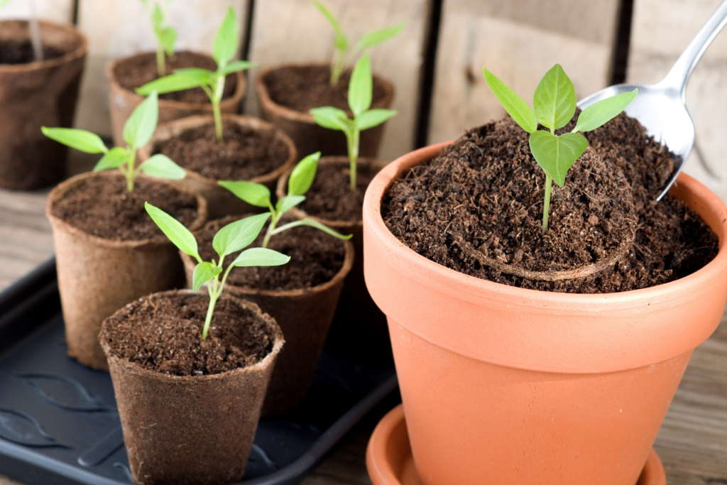 Ensure your pot is large enough for bell peppers