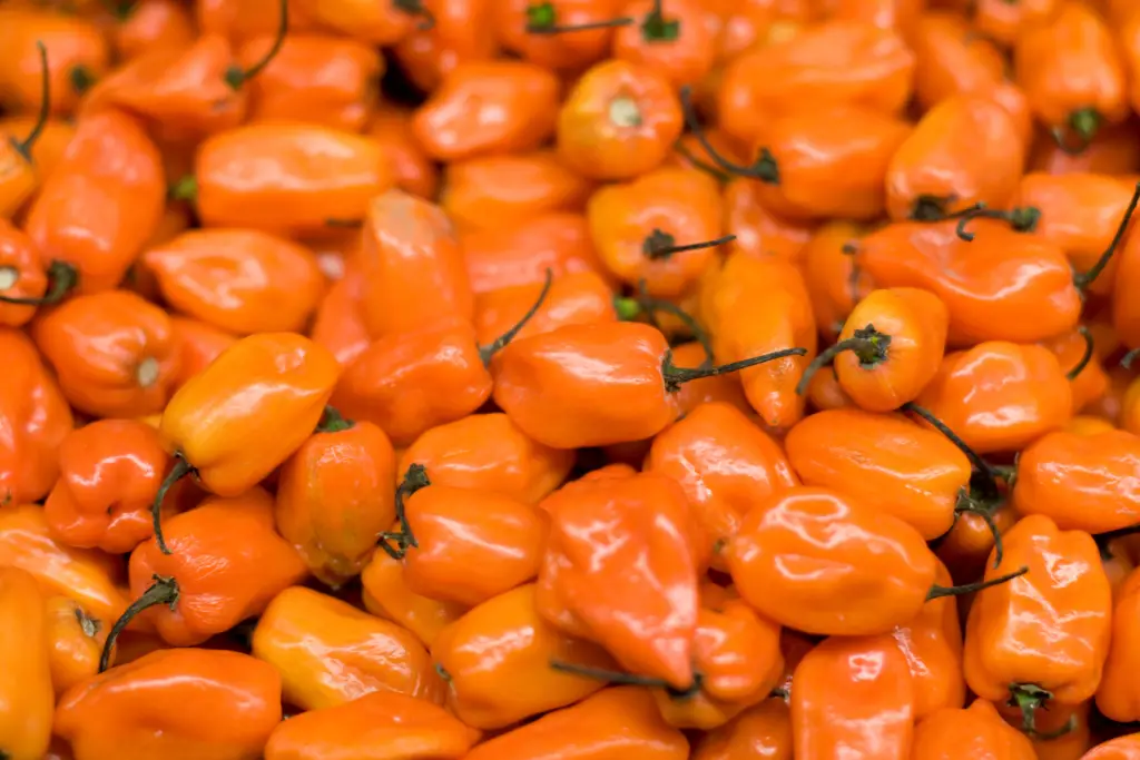 Is it okay to grow habanero peppers in pots or containers?