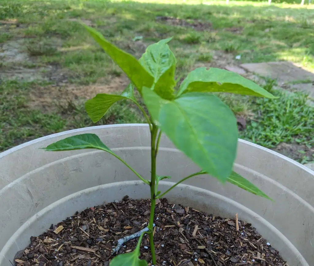 A bell pepper growing in a container
