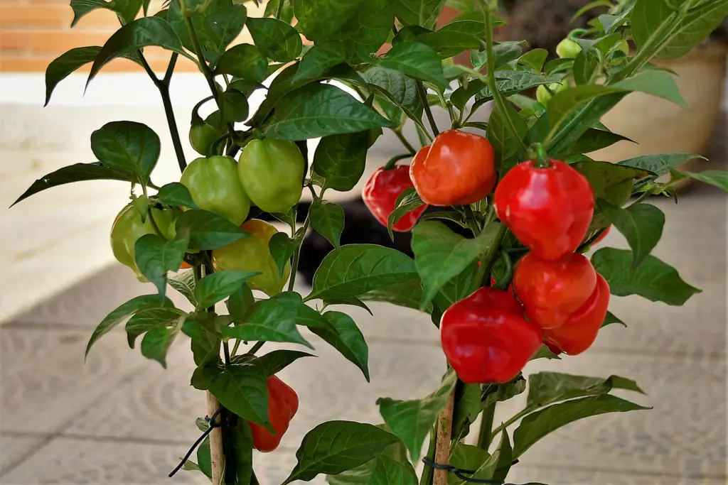 Potential issues growing habanero peppers in pots or containers