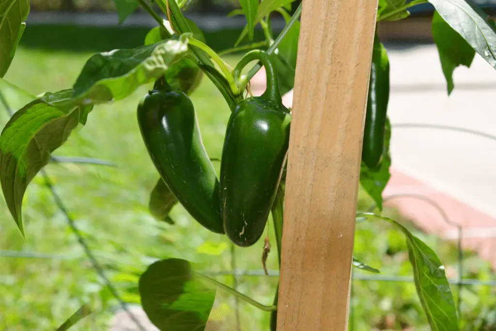 how to grow jalapeno peppers in pots and containers